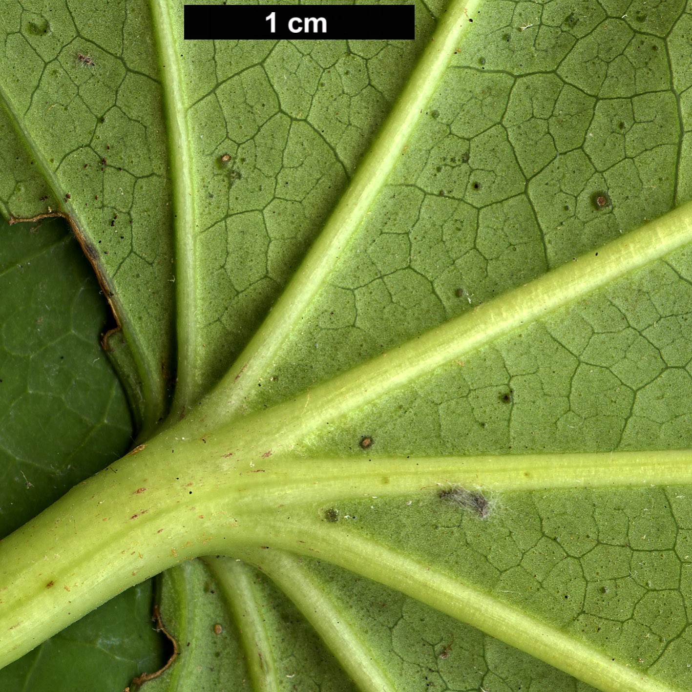 High resolution image: Family: Araliaceae - Genus: Fatsia - Taxon: polycarpa